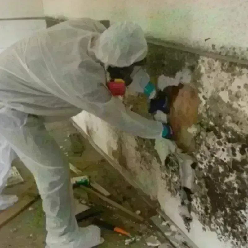 Best Mold Remediation and Removal Service in Ivanhoe, CA